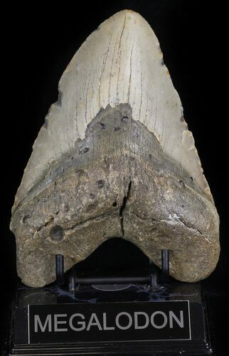 Huge, Megalodon Tooth - North Carolina #42293